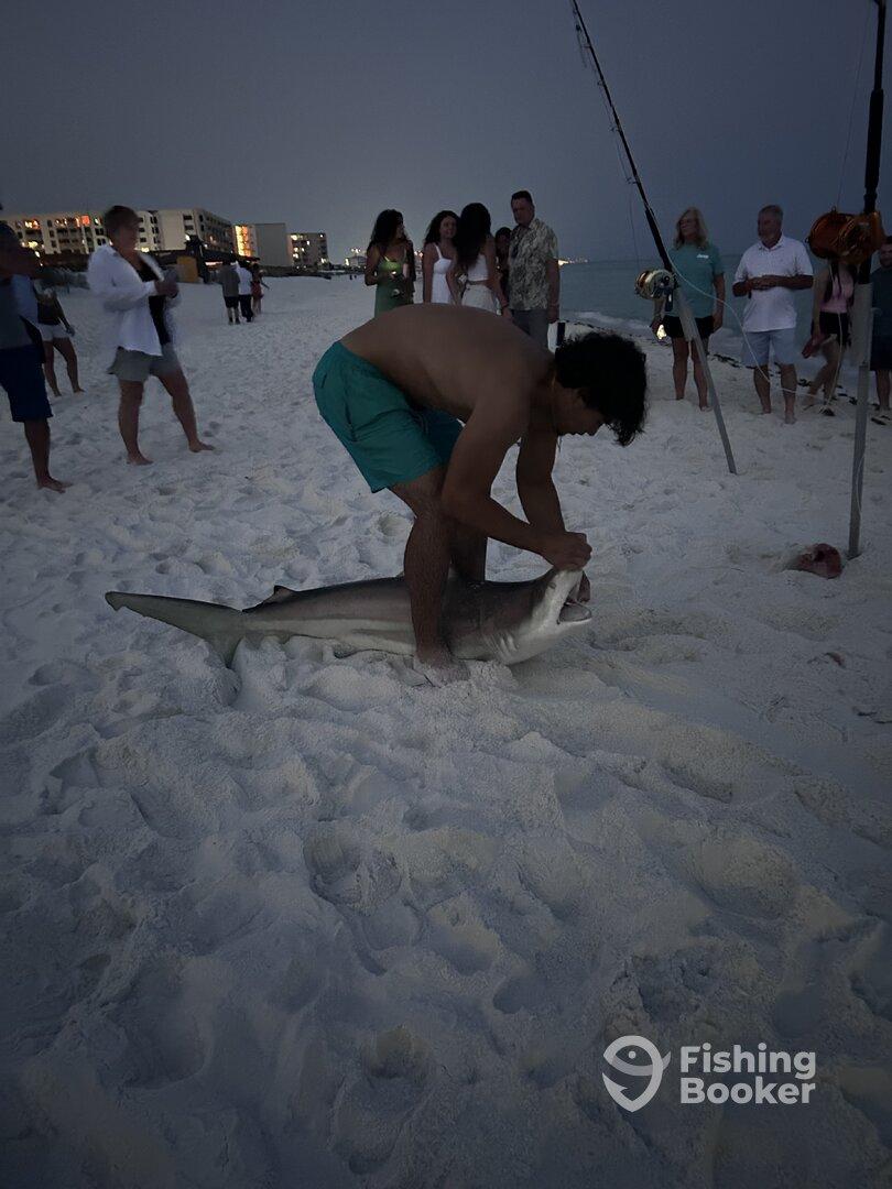 TWO HUGE HAMMERHEAD SHARKS 