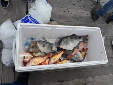 A cooler filled with a variety of fish, including snapper and grouper, resting on a dock after a successful fishing trip.