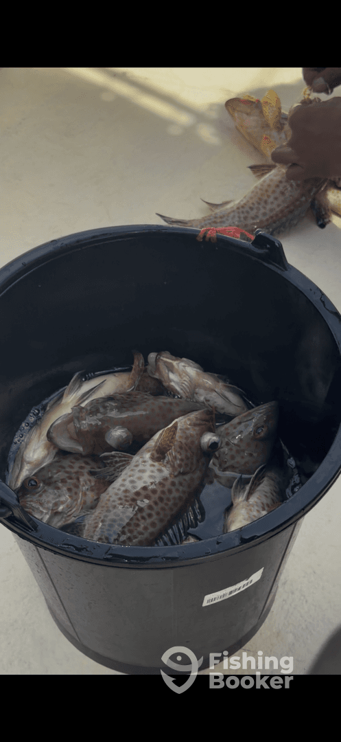 A bucket filled with various fish species, likely caught during a fishing trip, showcasing the day's haul.