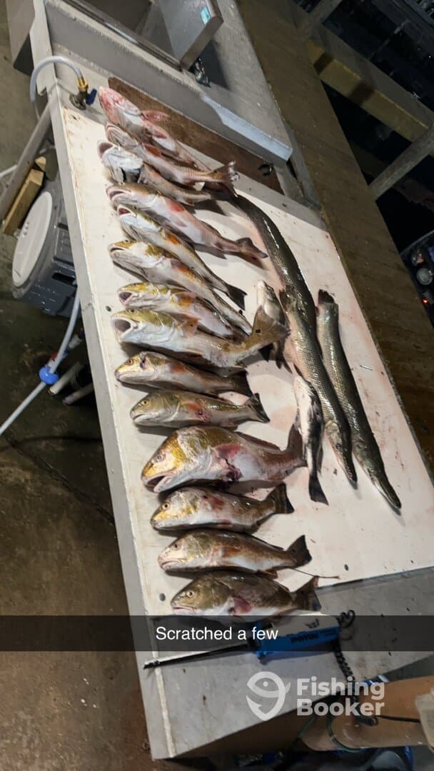 A variety of fish, including several Speckled Trout, laid out on a fillet table after a successful fishing trip.