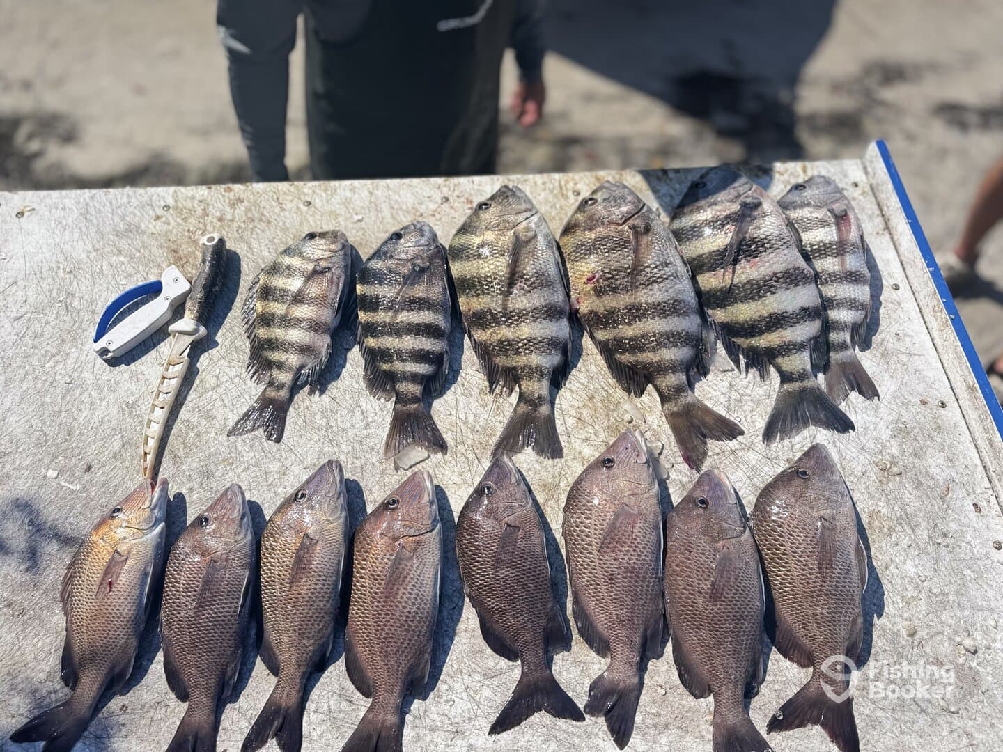 A variety of freshly caught fish, including striped bass and snapper, neatly arranged on a fillet table, showcasing a successful fishing trip.