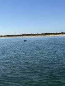 A dolphin is spotted swimming in calm waters, showcasing the natural beauty of the fishing environment.