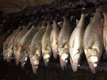 A neatly arranged display of Walleye caught during a night fishing trip, showcasing the successful haul on a catch board.