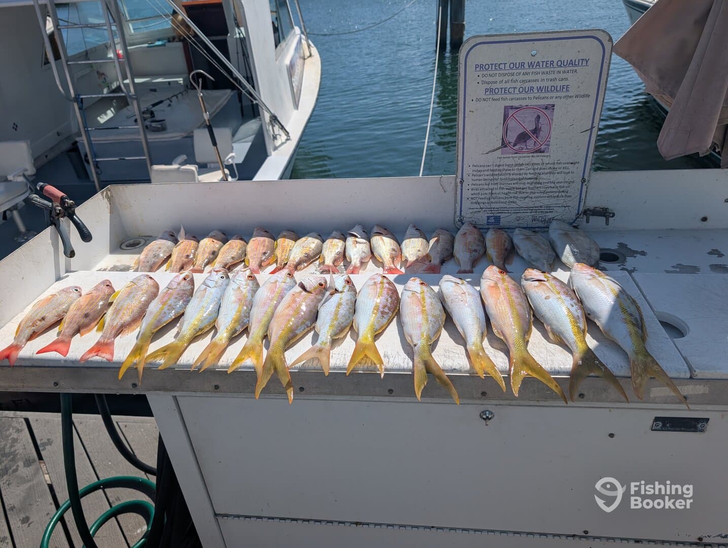 A variety of colorful fish, including Snapper, neatly arranged on a fillet table at the dock, showcasing a successful fishing trip.