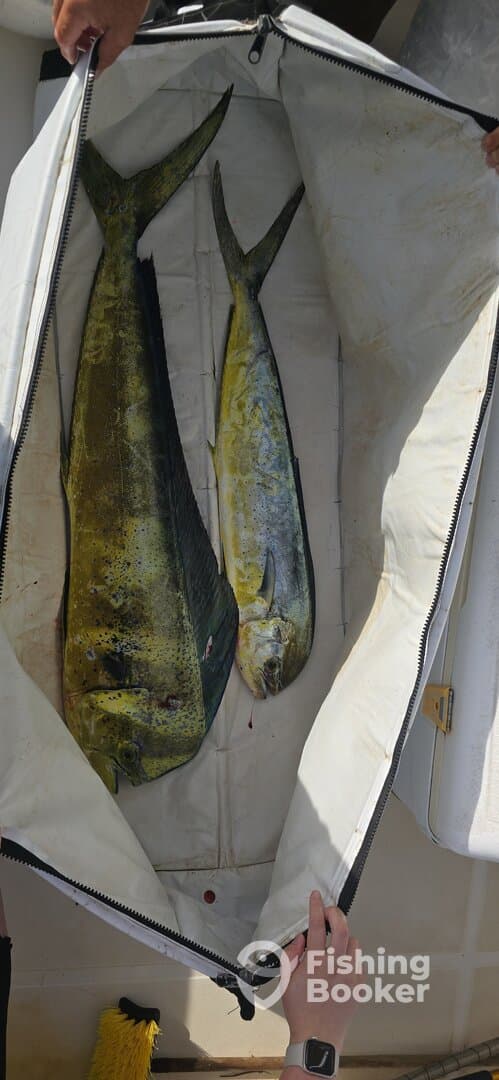 Two Mahi Mahi stored in a cooler, showcasing a successful fishing trip.