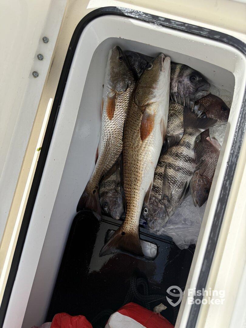 A cooler filled with various fish species, including Redfish and Snapper, showcasing a successful fishing trip.