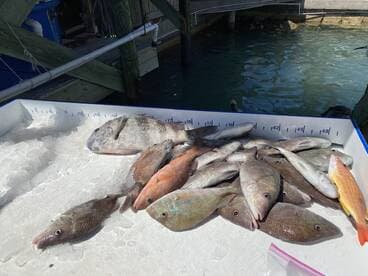 A variety of fish including Snapper and Grouper displayed on a fillet table at a dock, showcasing a successful fishing trip.