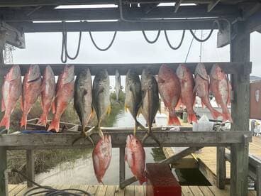 A variety of fish, including Snapper and Grouper, displayed neatly on a catch board at a fishing dock.