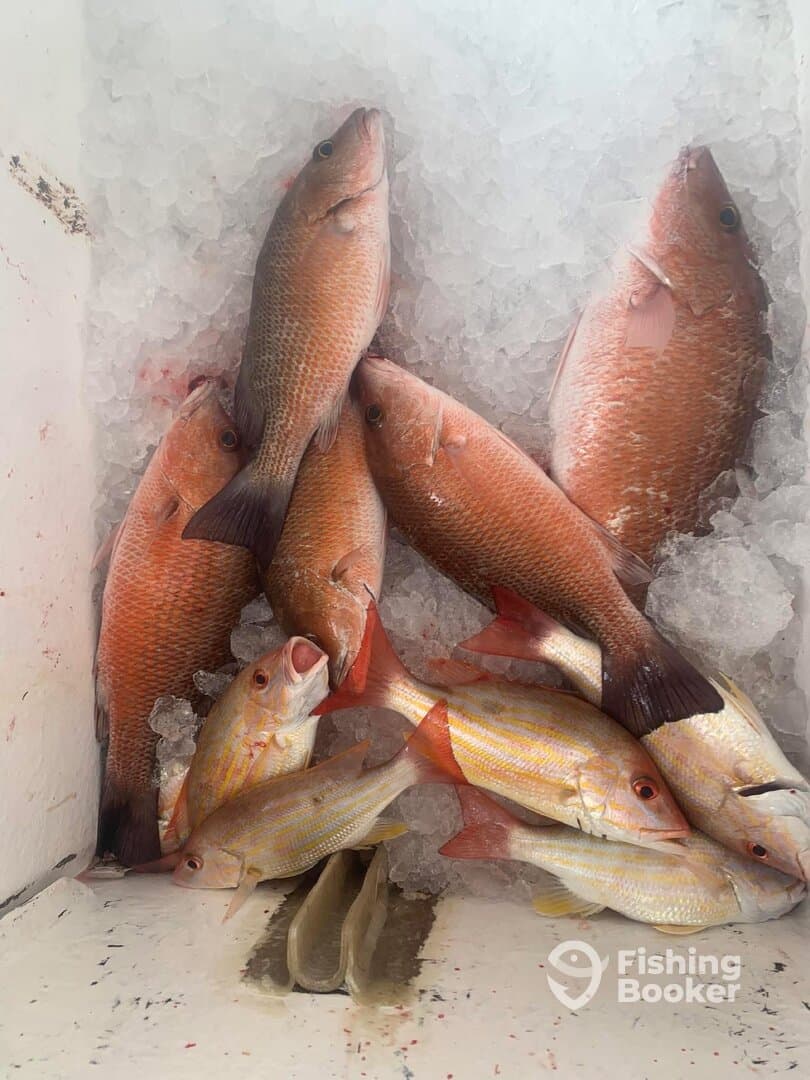 A variety of Snapper species stored on ice in a cooler, showcasing a successful fishing trip.