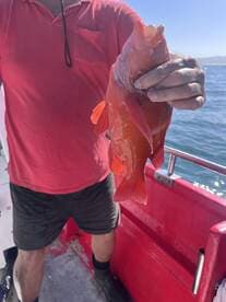 Angler proudly displaying a vibrant red fish, likely a Snapper, while aboard a fishing boat.