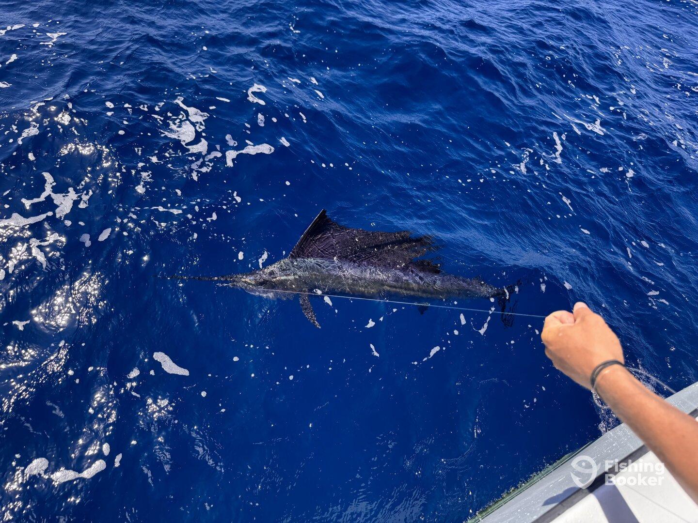 An angler reeling in a majestic Sailfish while fishing in deep blue waters, showcasing the thrill of sport fishing.