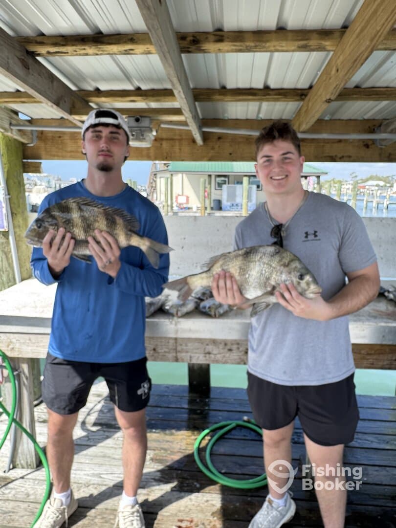 Two anglers proudly displaying their catch of Black Drum at a fishing dock, showcasing a successful day on the water.