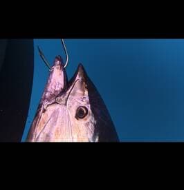 Close-up of a hooked fish, likely a large tuna, being reeled in during a deep-sea fishing expedition.