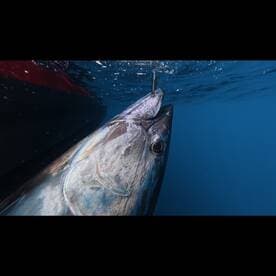 A close-up underwater shot of a large fish, likely a tuna, caught on a hook, showcasing the thrill of deep-sea fishing.