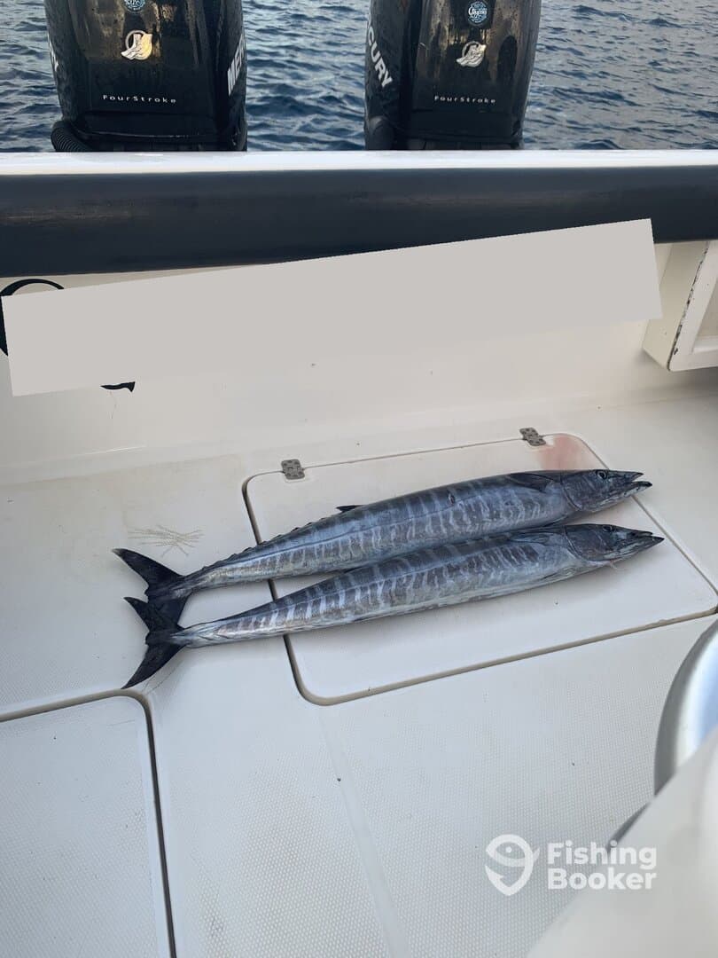 Two Mackerel laid out on the deck of a boat, showcasing a successful fishing trip.