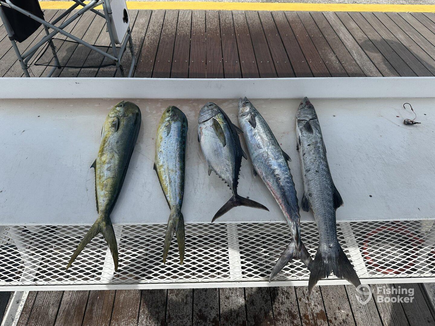 A variety of fish including Mahi Mahi and Barracuda displayed on a cleaning table at the dock, showcasing a successful fishing trip.
