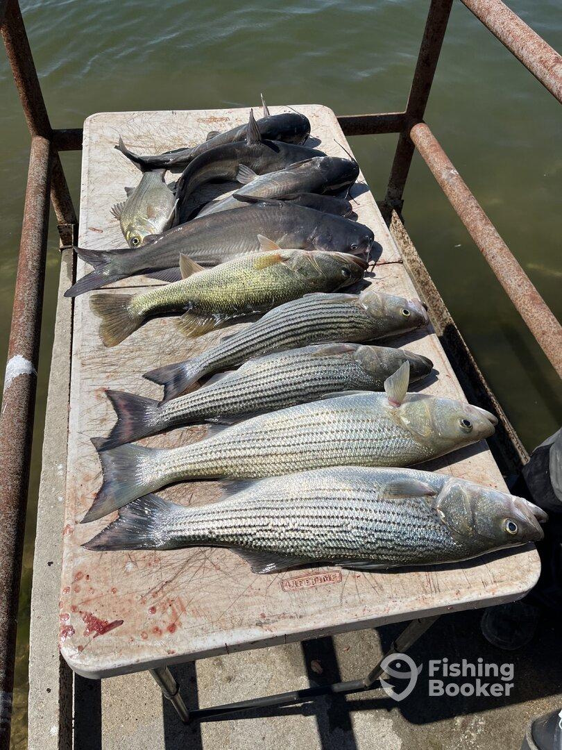 A variety of fish including striped bass and catfish laid out on a fillet table at a dock, showcasing a successful fishing trip.
