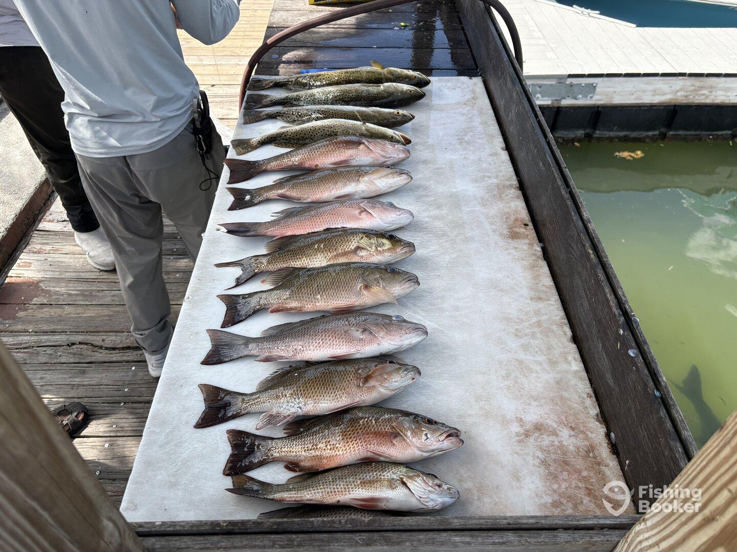 A variety of fish, including Redfish and Speckled Trout, neatly arranged on a cleaning table at a dock, showcasing a successful fishing trip.