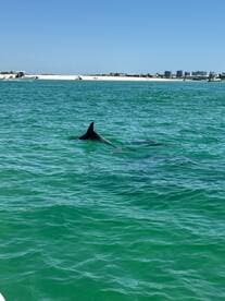 A dolphin swimming in clear turquoise waters near a sandy beach, with boats in the background.