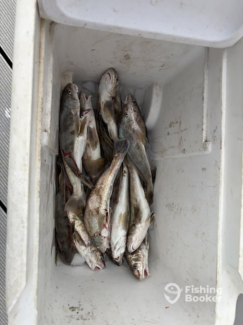 A cooler filled with freshly caught fish, likely a mix of species, resting on a dock after a fishing trip.