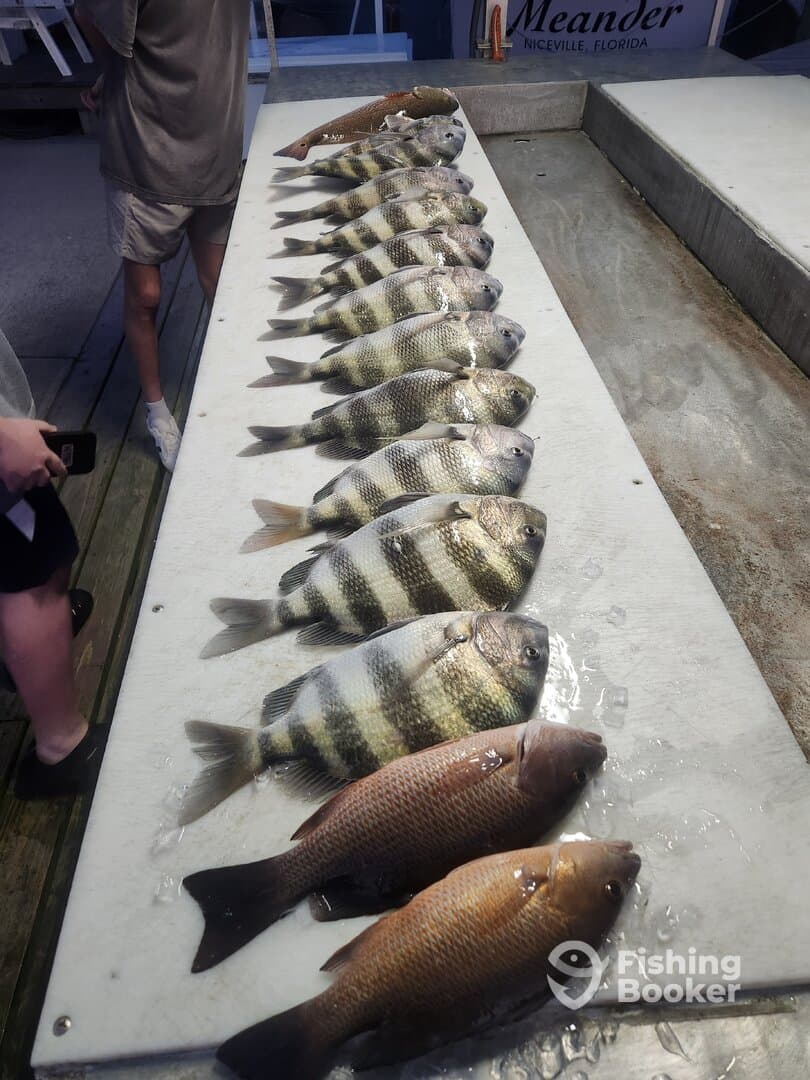 A variety of fish, including striped bass and snapper, neatly arranged on a cleaning table after a successful fishing trip in Niceville, Florida.