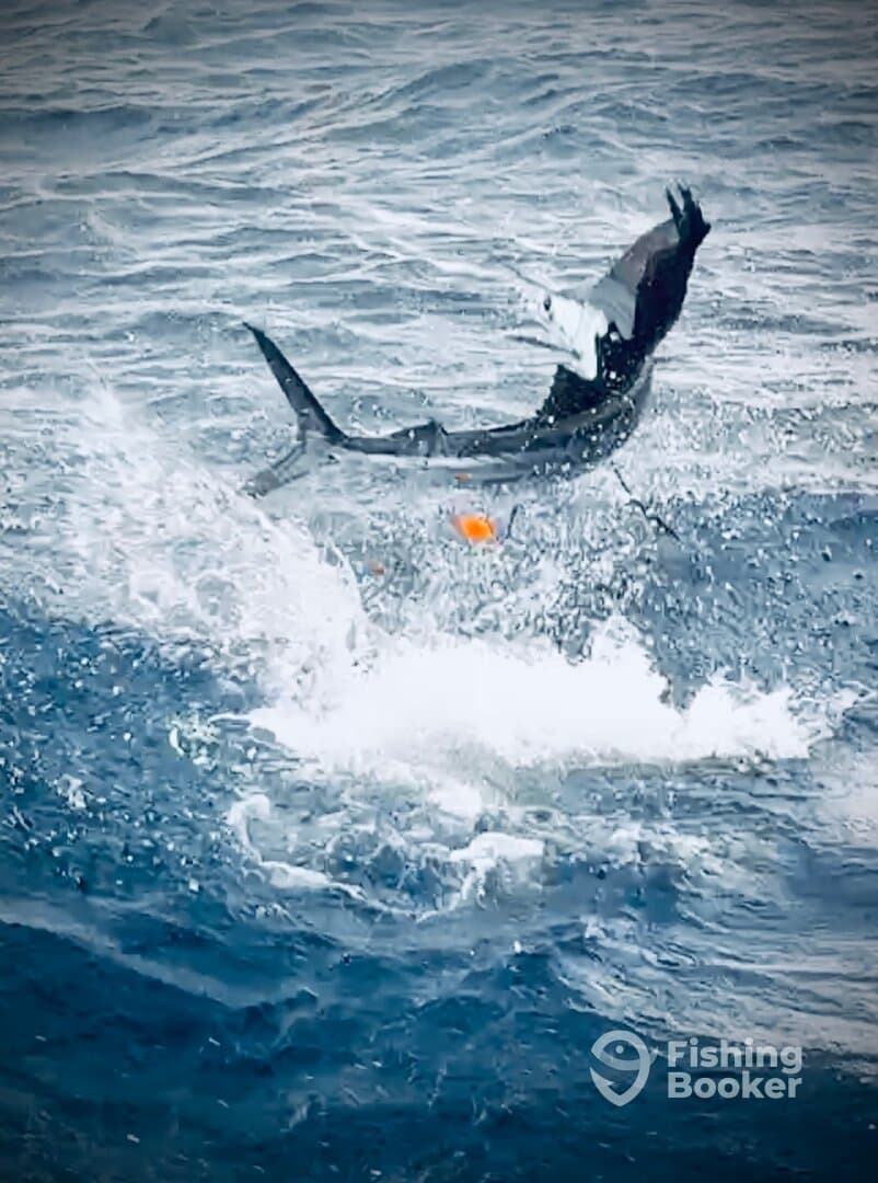 A marlin leaps out of the water, showcasing its agility during a thrilling fishing experience.