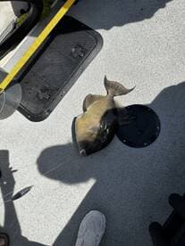 A single fish, likely a triggerfish, is displayed on the deck of a boat, showcasing the fishing environment.