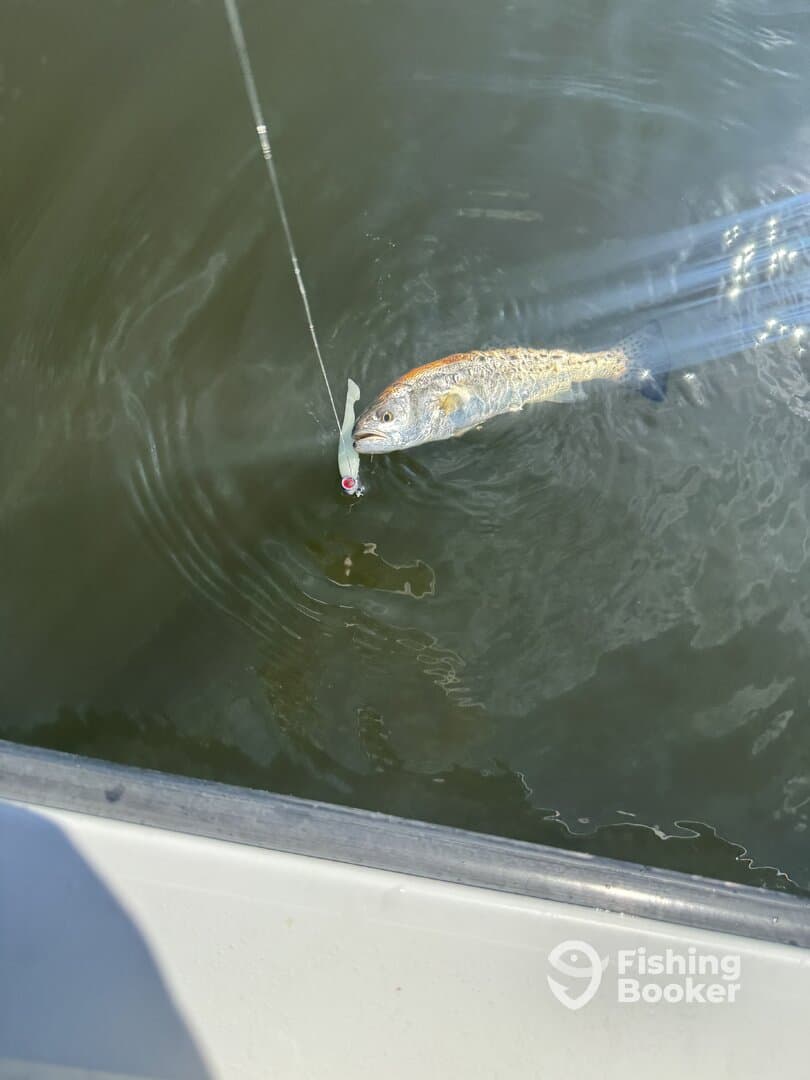 A Redfish is being reeled in while fishing from a boat, showcasing the excitement of the catch in a calm water environment.