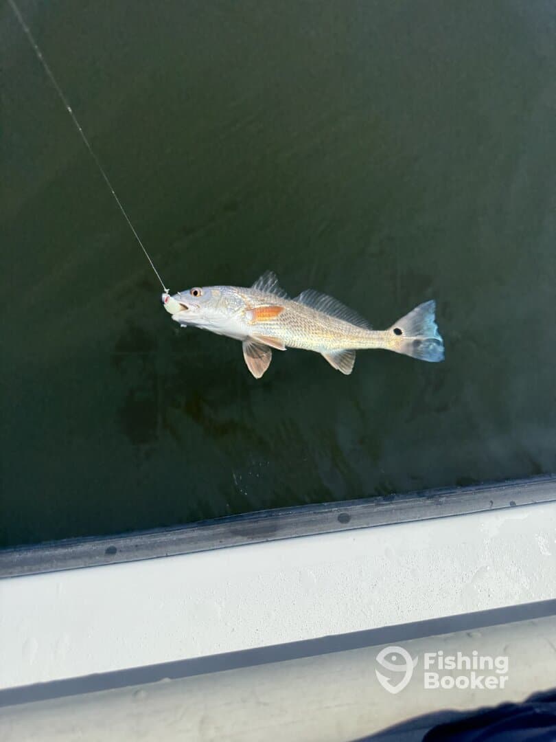 A freshly caught Redfish is being reeled in from the water, showcasing the excitement of fishing in a coastal environment.