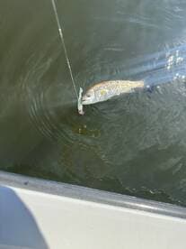 A Redfish is being reeled in while fishing from a boat, showcasing the excitement of the catch in a calm water environment.