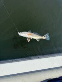 A freshly caught Redfish is being reeled in from the water, showcasing the excitement of fishing in a coastal environment.
