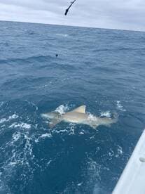 A shark is seen swimming near the boat while fishing in open waters, showcasing the excitement of deep-sea fishing.