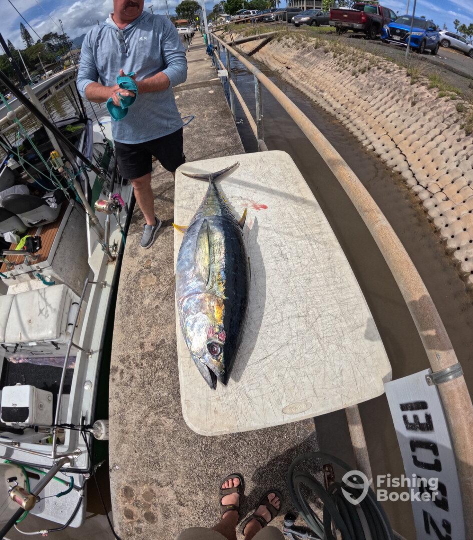 A large Yellowfin Tuna displayed on a cleaning table at the dock, with an angler preparing to clean it after a successful fishing trip.