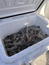 A cooler filled with fresh shrimp, ready for a day of fishing or a seafood feast.