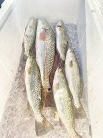 A variety of fish, including Speckled Trout, stored on ice in a cooler after a successful fishing trip.