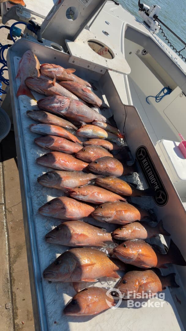 A variety of Snapper displayed on a fillet table aboard a fishing boat, showcasing a successful day of fishing.