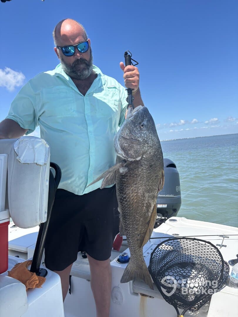 Angler proudly displaying a large Black Drum while fishing on a sunny day.