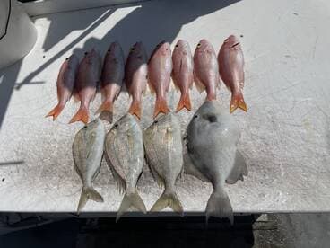 A variety of fish including Snapper and Grunt displayed on a cleaning table after a successful fishing trip.