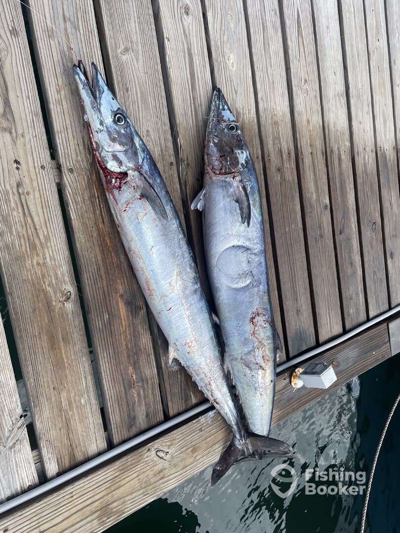 Two large King Mackerel displayed on a dock, showcasing a successful fishing trip.
