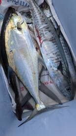 A variety of fish including King Mackerel and Amberjack stored in a cooler, ready for cleaning after a successful fishing trip.