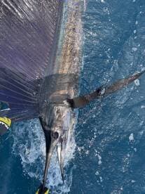 A skilled angler reeling in a majestic Sailfish while out on the open ocean, showcasing the thrill of deep-sea fishing.