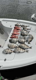 A variety of fish including Snapper and Black Drum neatly arranged on the deck of a boat, showcasing a successful fishing trip.