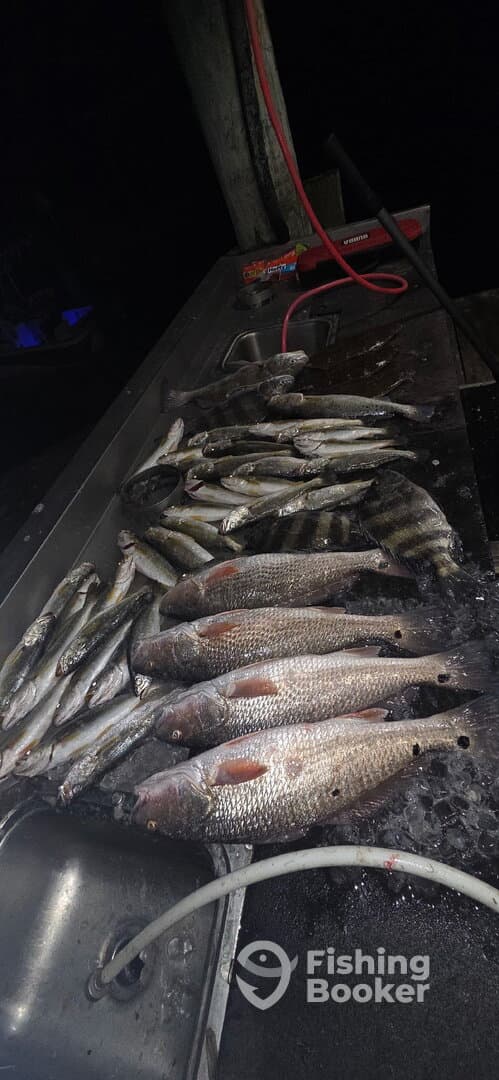 A variety of fish including Redfish and Speckled Trout laid out on a fillet table, showcasing a successful night fishing trip.