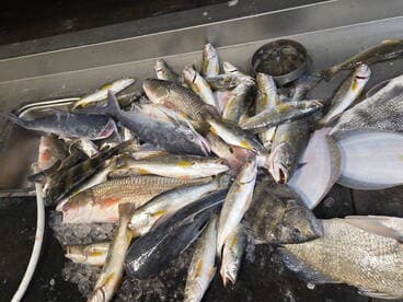 A variety of fish including catfish and flounder laid out on a fillet table, showcasing a successful fishing trip.
