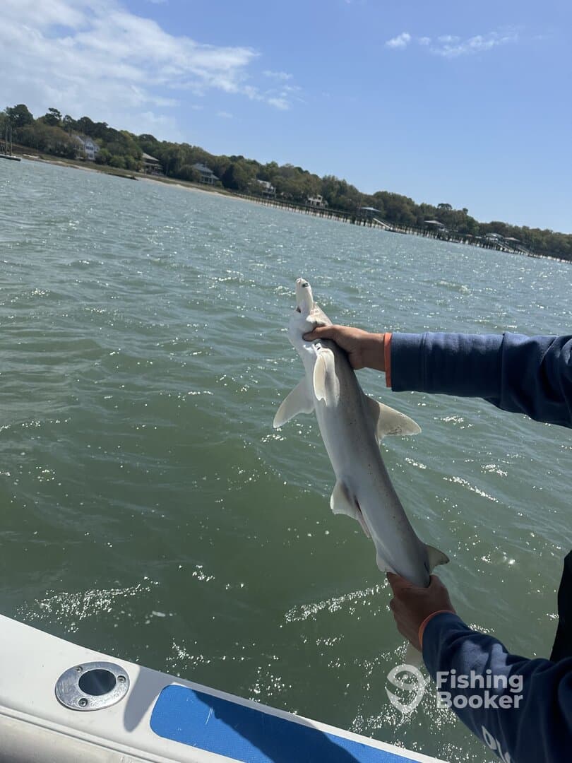 Angler holding a caught shark while fishing on a boat in a coastal waterway.