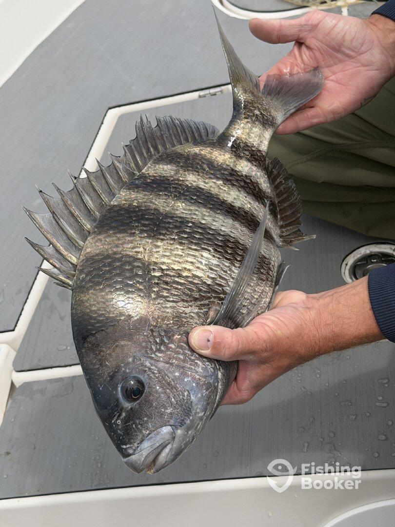 An angler proudly displaying a large Black Drum caught while fishing on a boat.