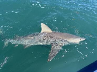 A shark swimming near the boat, showcasing the excitement of fishing in open waters.
