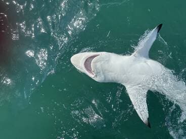 A large shark breaching the surface of the water, showcasing its impressive size and power during a fishing expedition.