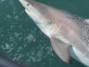 A large shark is seen breaching the surface of the water, showcasing its powerful physique during a fishing expedition.