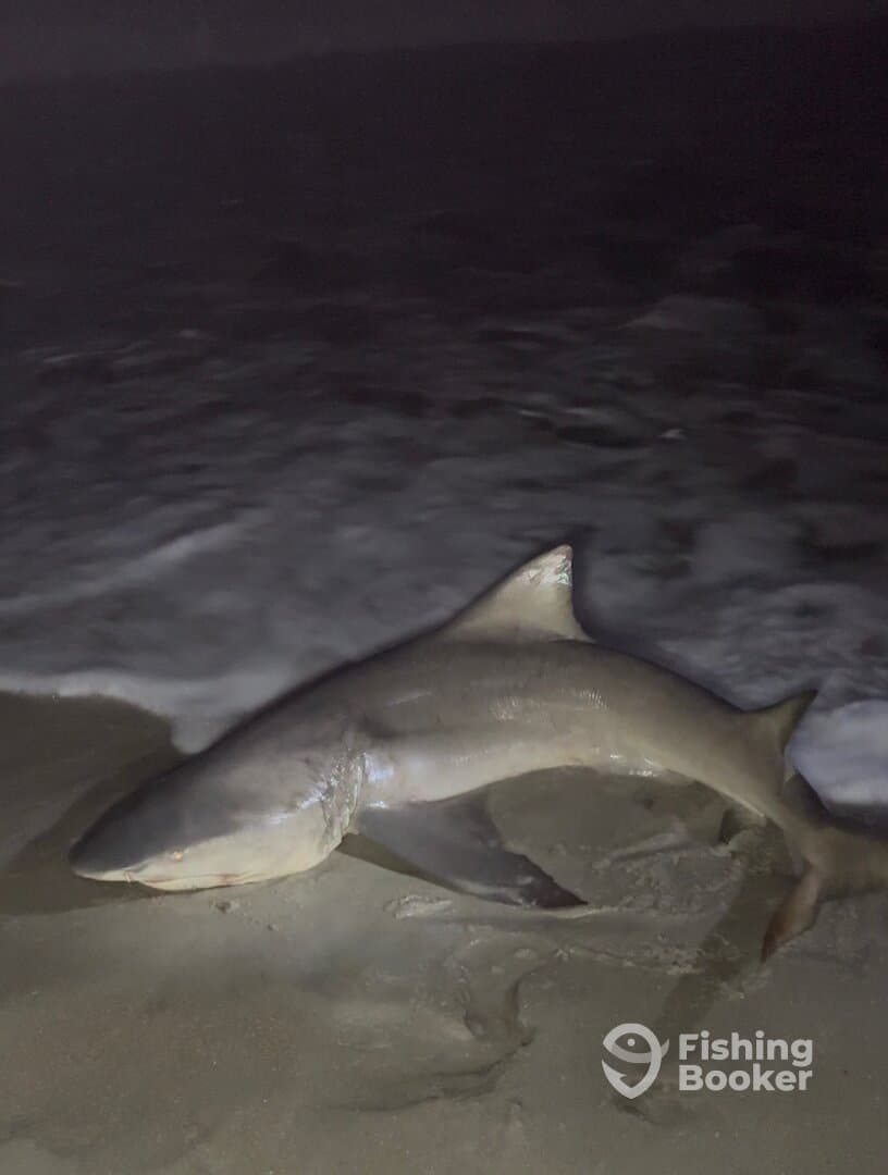 A large shark is displayed on the beach, showcasing a successful night fishing trip.